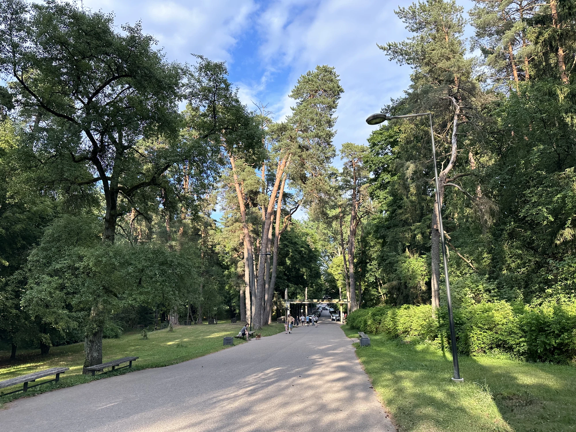 A wide paved pedestrian path winds through tall pine trees and lush green grass in Vingis Park, Vilnius, under a blue sky with light clouds.