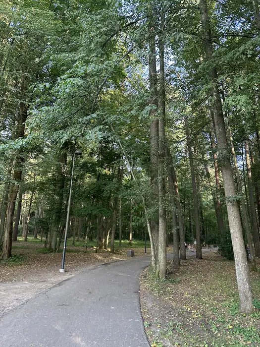 A paved walking path curves through a dense forest of tall green trees with a lamppost on the side.