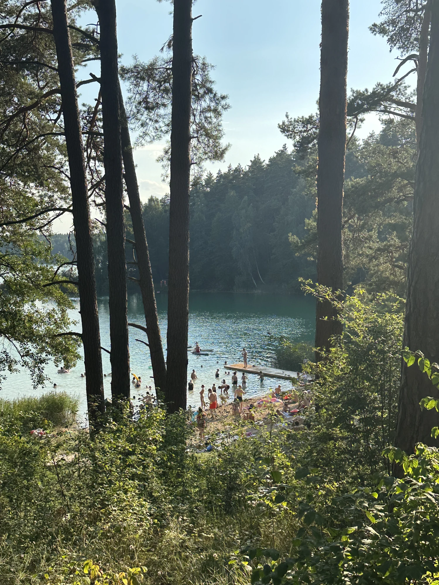 A high-angle view through tall pine trees looking down at a crowded lake beach with people swimming and relaxing near a wooden dock.