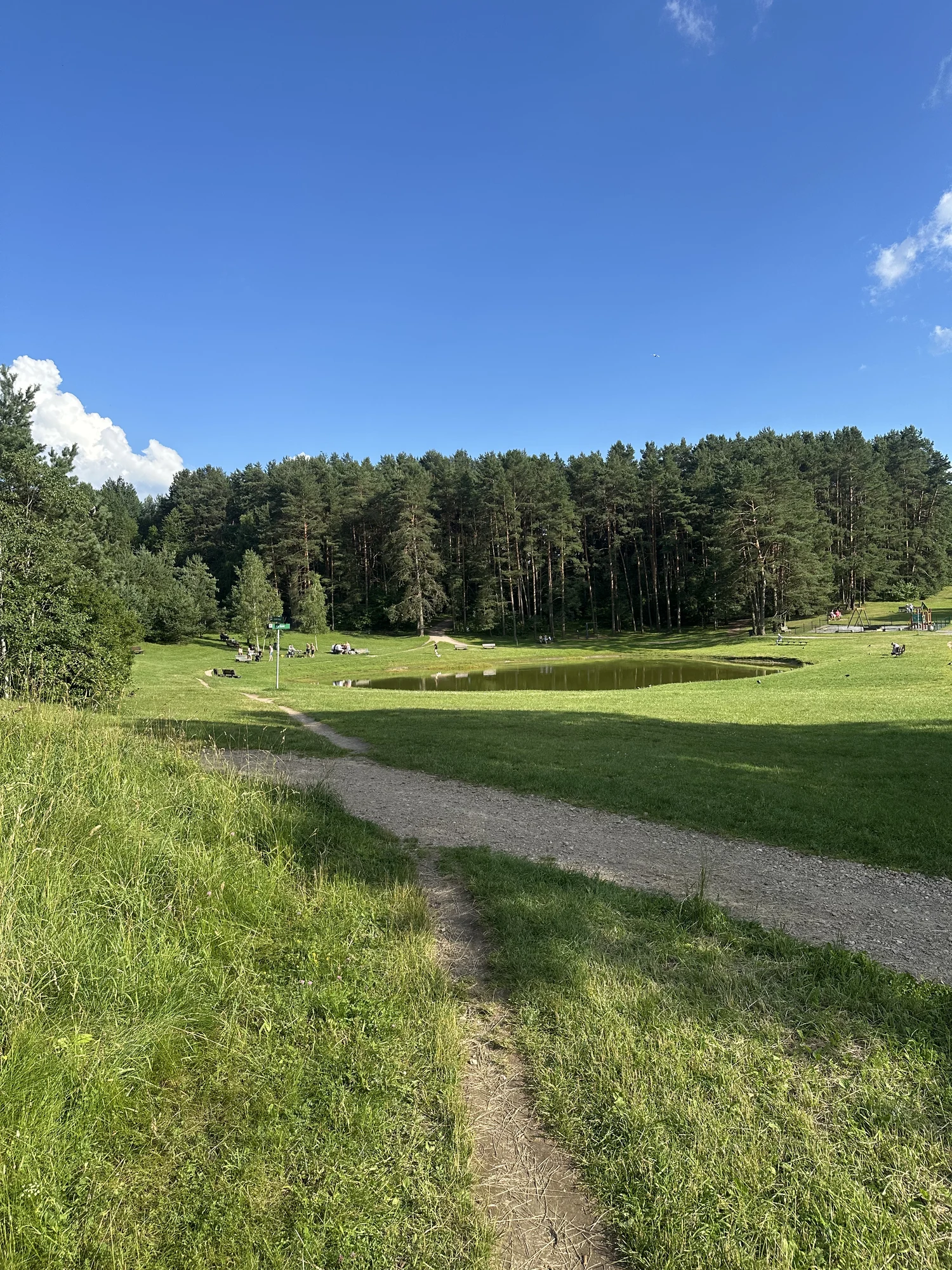 A dirt path cutting through a grassy green field towards a small pond, with a thick pine forest in the background under a bright blue sky.