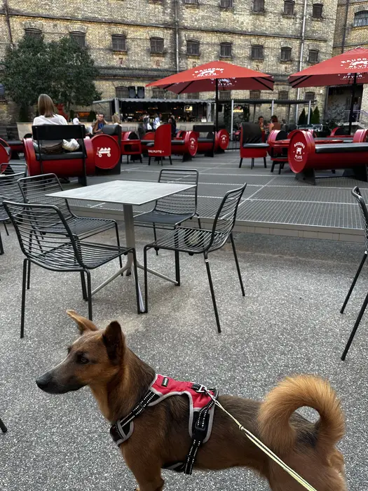A brown dog wearing a red harness stands in the foreground of an outdoor cafe courtyard with black chairs, red barrel seats, and the brick facade of Lukiškės Prison in Vilnius.